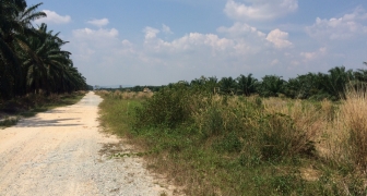 2.9 Acre Agriculture Land FOR SALE in Tanjung Dua Belas